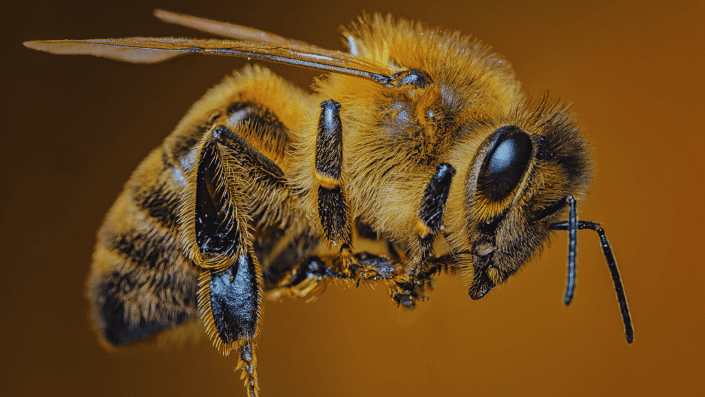قص أجنحة ملكة النحل للحفاظ على الخلية