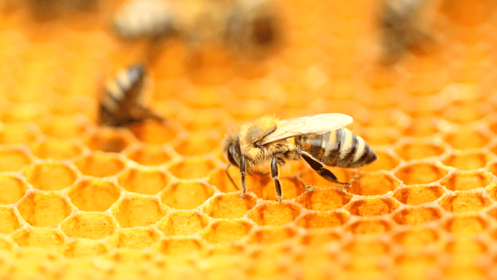 الشمع مهمة النحل