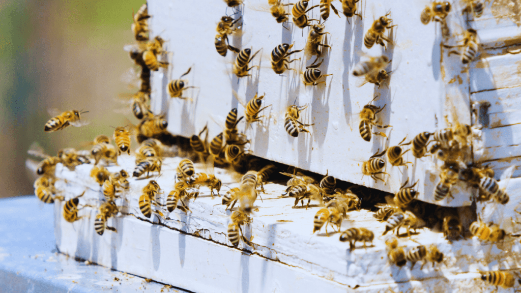 خلية نحل انتاج العسل