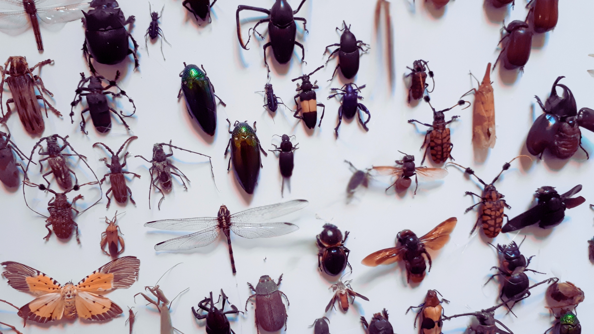 a group of insects on a white surface