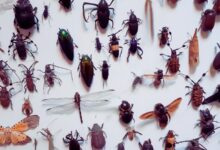 a group of insects on a white surface