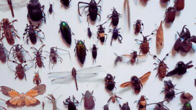 a group of insects on a white surface