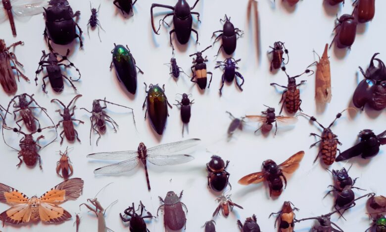 a group of insects on a white surface